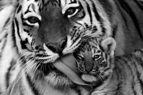 Рядом с мамочкой - животные, рядом с мамочкой, малыши, дикие кошки, тигры, тигренок - оригинал