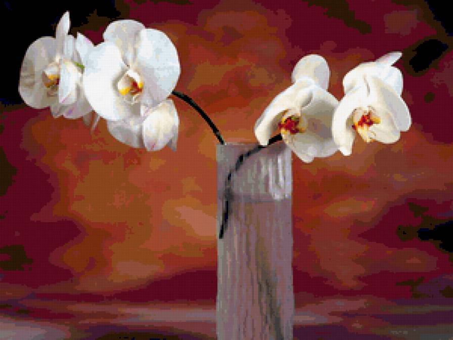 Орхидеи - орхидеи, цветы - предпросмотр