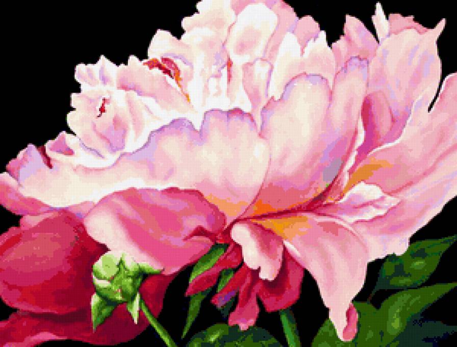 Розовый пион - флора, пион, нежные лепестки, цветы, панно, лето, пионы - предпросмотр