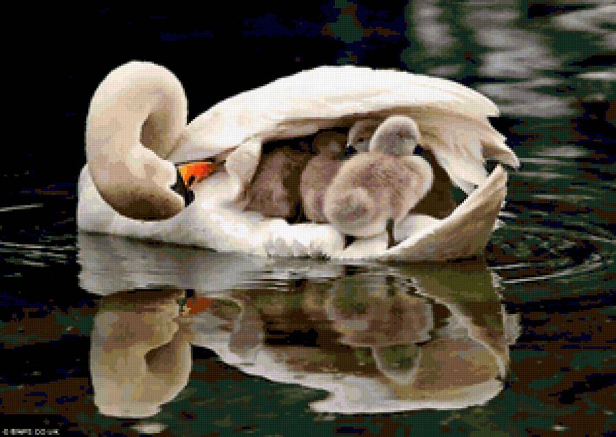 Лебединная семья - лебеди, птицы, малыши, птенцы, природа, грация, детки, лебедь - предпросмотр