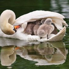 Лебединная семья