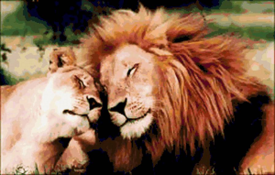 Пушистая нежность - львица, хищник, дикие кошки, лев, животные, дикие хищные кошки - предпросмотр