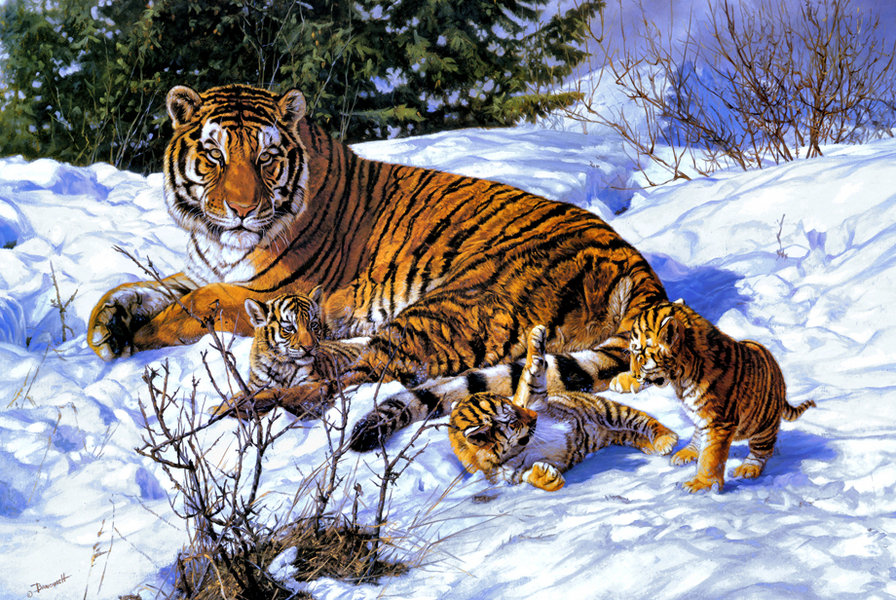 семья тигра - семья тигра - оригинал