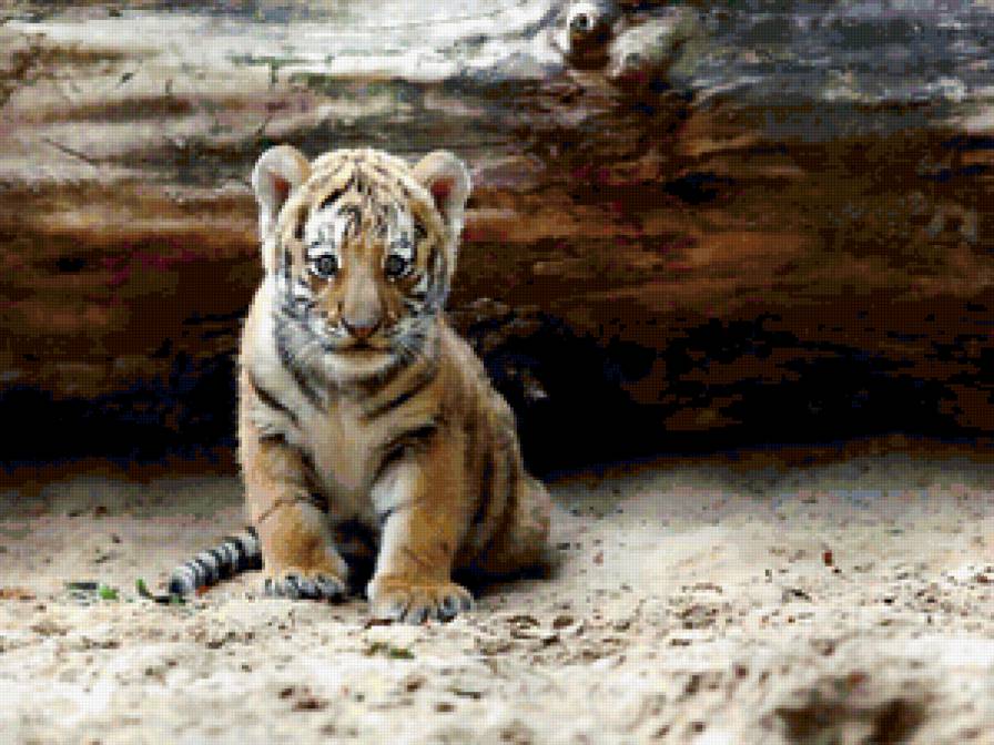 Тигрёнок - тигренок, животные, тигры - предпросмотр