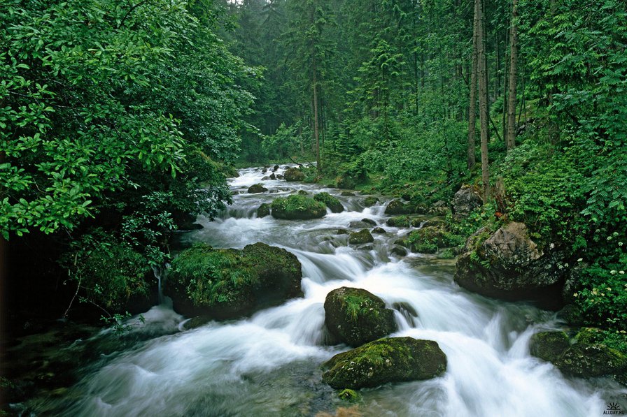 речушка - лес, природа, река, пейзаж - оригинал