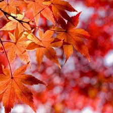 Схема вышивки «Осень...осень........»