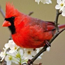 Красная пташка
