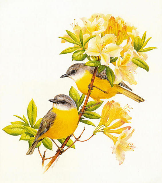 Серия "Птицы" - жолтые, природа, птицы - оригинал