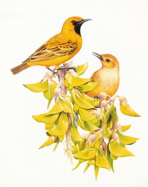 Серия "Птицы" - природа, птицы, жолтые - оригинал