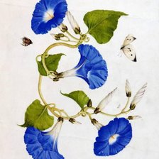 Оригинал схемы вышивки «Вьюнок и бабочка» (№196263)