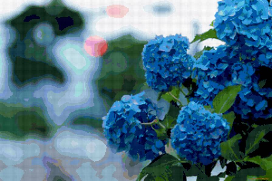 Гортензия - голубые цветы, цветы, картина, гортензия - предпросмотр