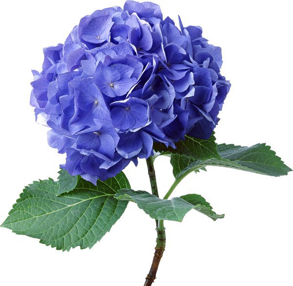 Гортензия - цветы, голубые цветы, гортензия, картина - оригинал