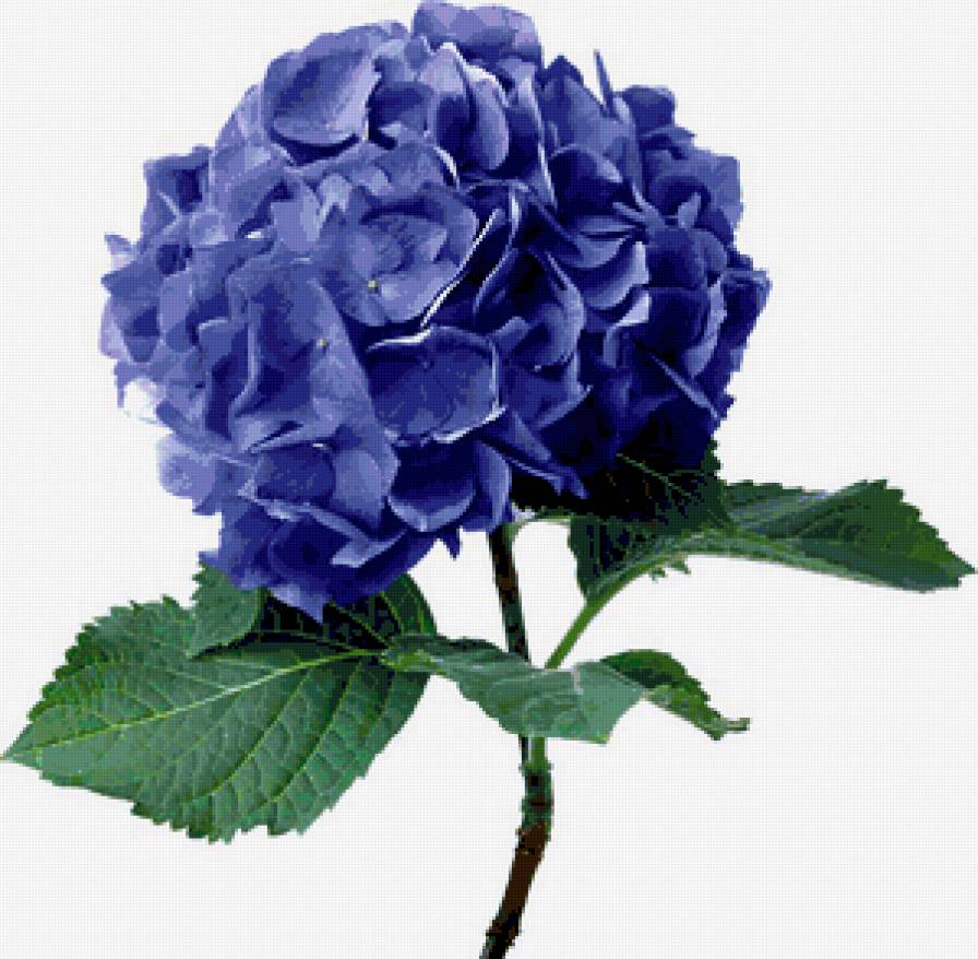 Гортензия - голубые цветы, цветы, картина, гортензия - предпросмотр