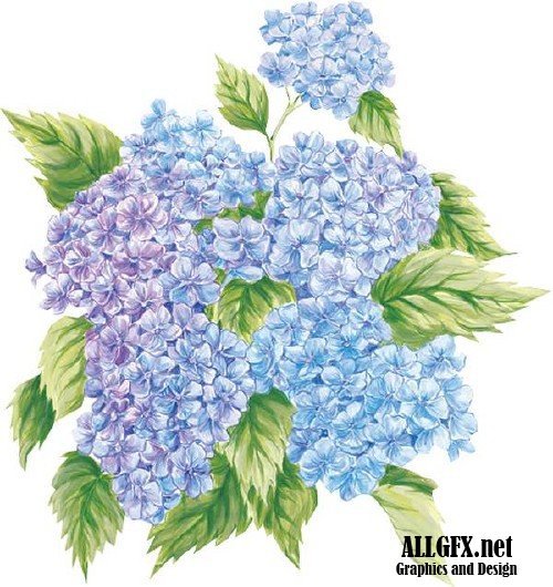 Гортензия - цветы, гортензия, картина, голубые цветы - оригинал