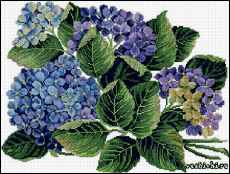 Гортензия - цветы, картина, гортензия, голубые цветы - предпросмотр