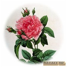 Оригинал схемы вышивки «Роза» (№197513)