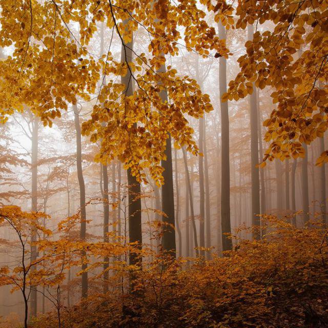 Туман - лес, туман, природа, осень - оригинал