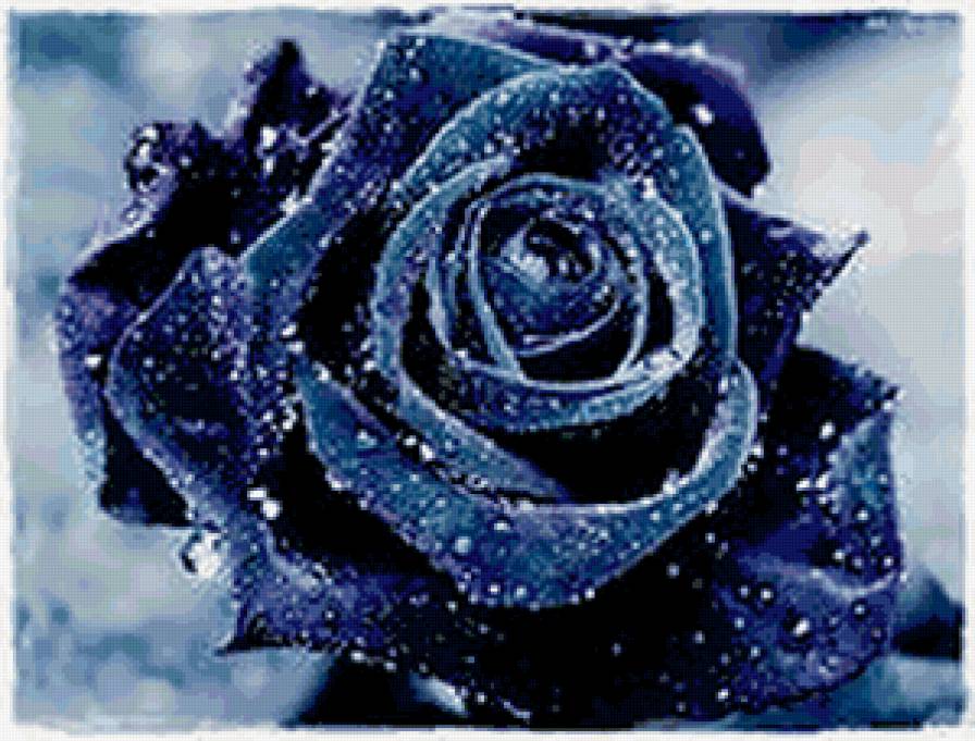 26 - цветы, розы - предпросмотр