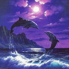 дельфины пара