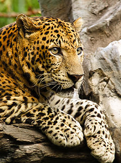 Леопард - животные, леопард, дикие хищные кошки, хищник - оригинал