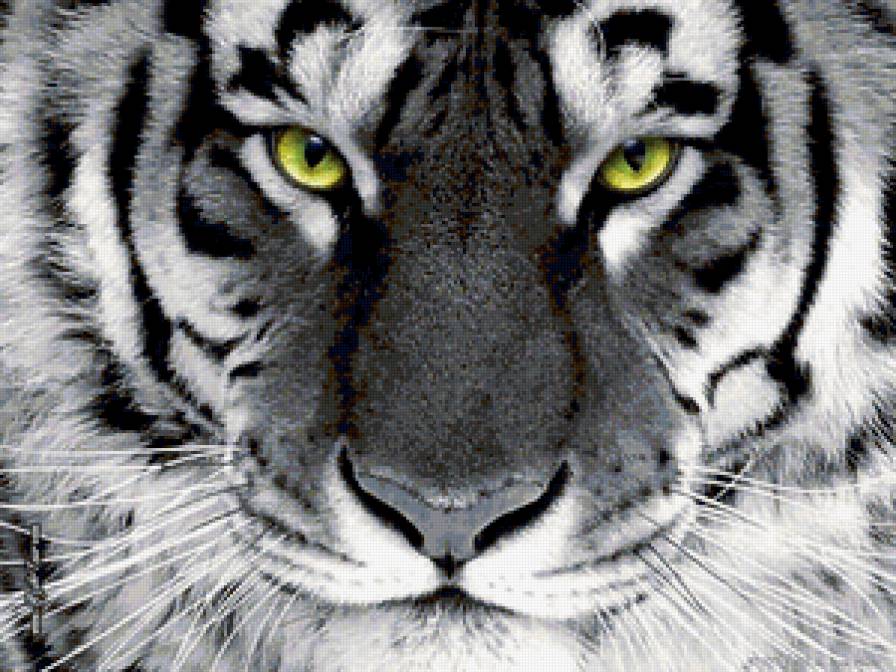 тигр - животное, тигр, хищник - предпросмотр