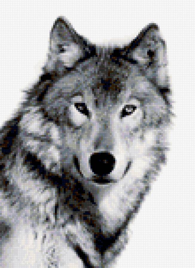 Волк - хищник, серый, лесной, зверь, волк, черно-белый - предпросмотр