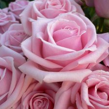 Оригинал схемы вышивки «розовые розы» (№200149)