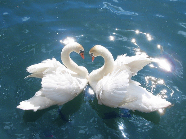 Лебеди - лебеди, пара лебедей, любовь - оригинал