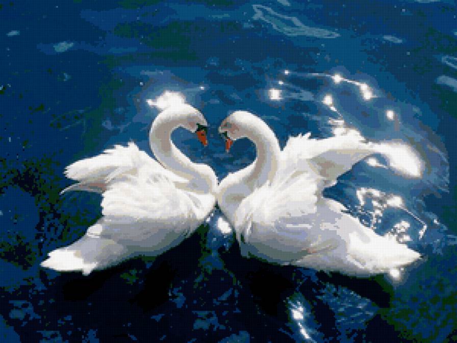 Лебеди - пара лебедей, любовь, лебеди - предпросмотр