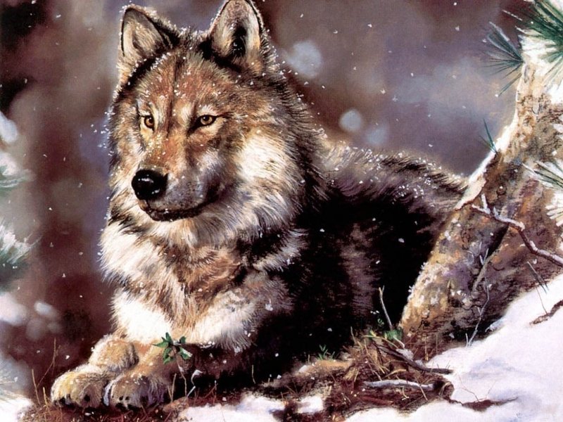 волк - животные, зима, волки - оригинал