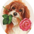 ВЛЮБЛЕННЫЙ - собака, роза, животные, взгляд - оригинал