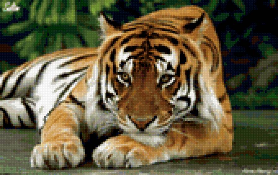 тигр - большие кошки - предпросмотр