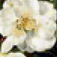 Предпросмотр схемы вышивки «белые цветы» (№201785)