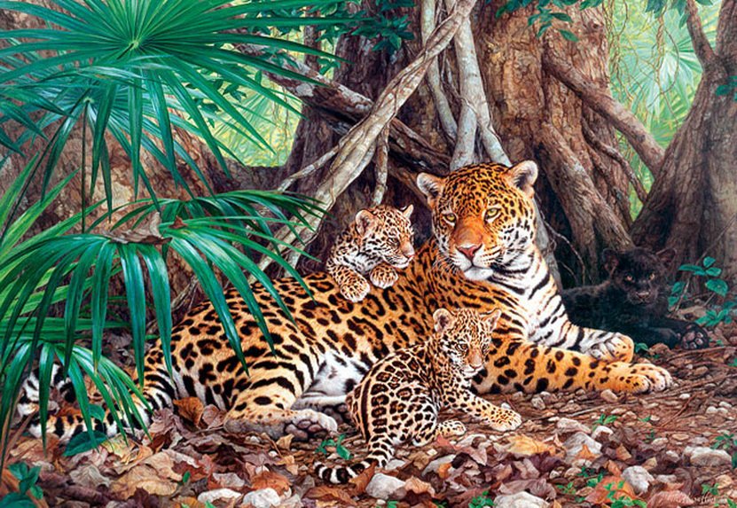 леопарды - природа, животные, хищники., кошки, леопард - оригинал