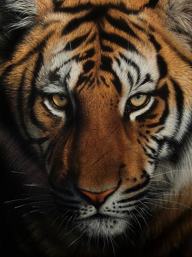 тигр - кошки, тигры, животные, хищники, взгляд - оригинал