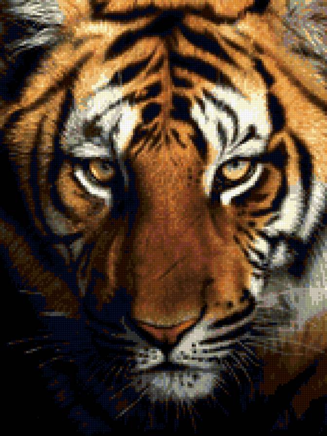 тигр - тигры, кошки, хищники, животные, взгляд - предпросмотр
