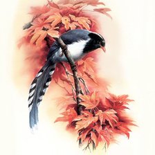 Схема вышивки «Серия : Птицы»