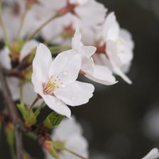 цвет вишни
