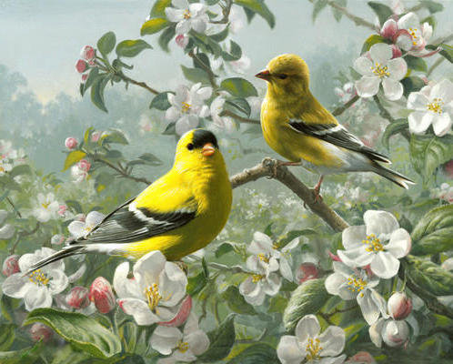 птицы - природа, картина, птицы, весна - оригинал