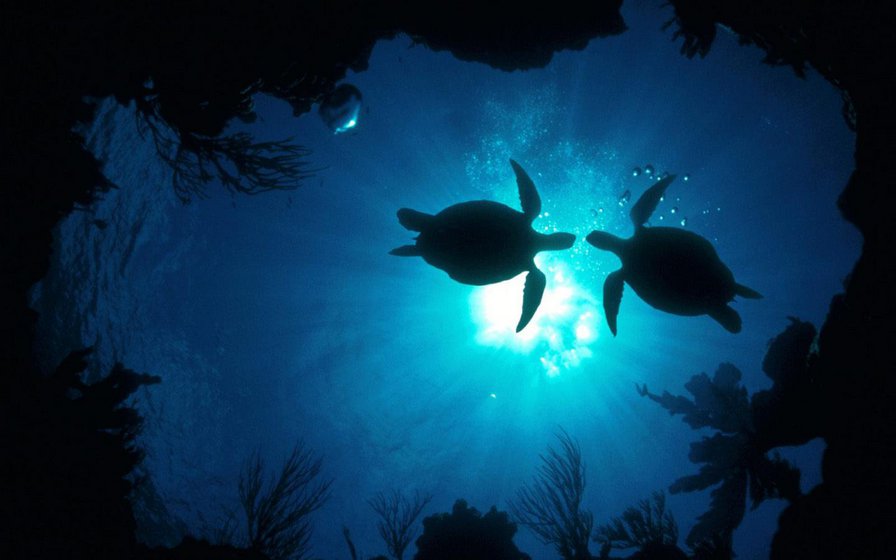 черепахи - черепахи, море, животные - оригинал