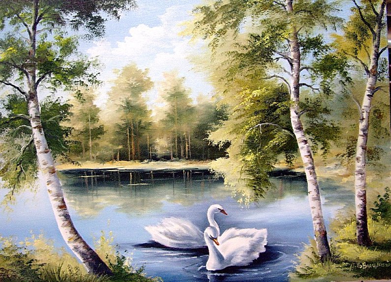 Пара лебедей - березки, лебеди, пейзаж, озеро - оригинал