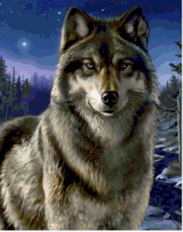 НОЧНОЙ ВОЛК - волк, хищник, волки, животные - предпросмотр