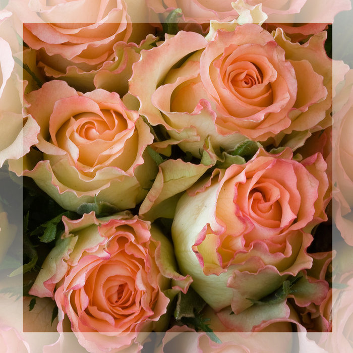 розы для подушки - цветы, розы - оригинал