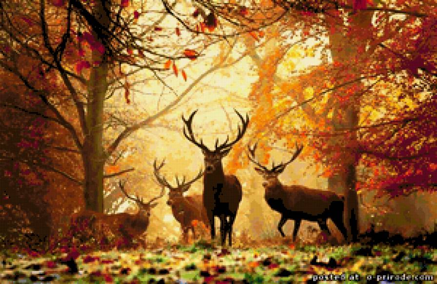 Олени на рассвете - пейзаж, осень, олени, рассвет, природа - предпросмотр