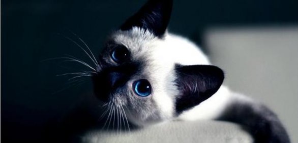Сиамский котенок - кошки - оригинал