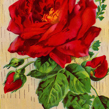 Оригинал схемы вышивки «роза» (№207227)