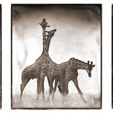 Триптих Жирафы