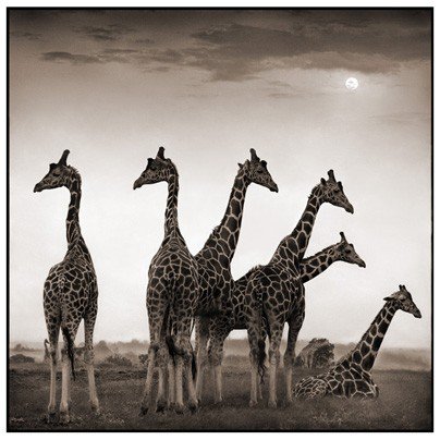 Жирафы Африка - оригинал