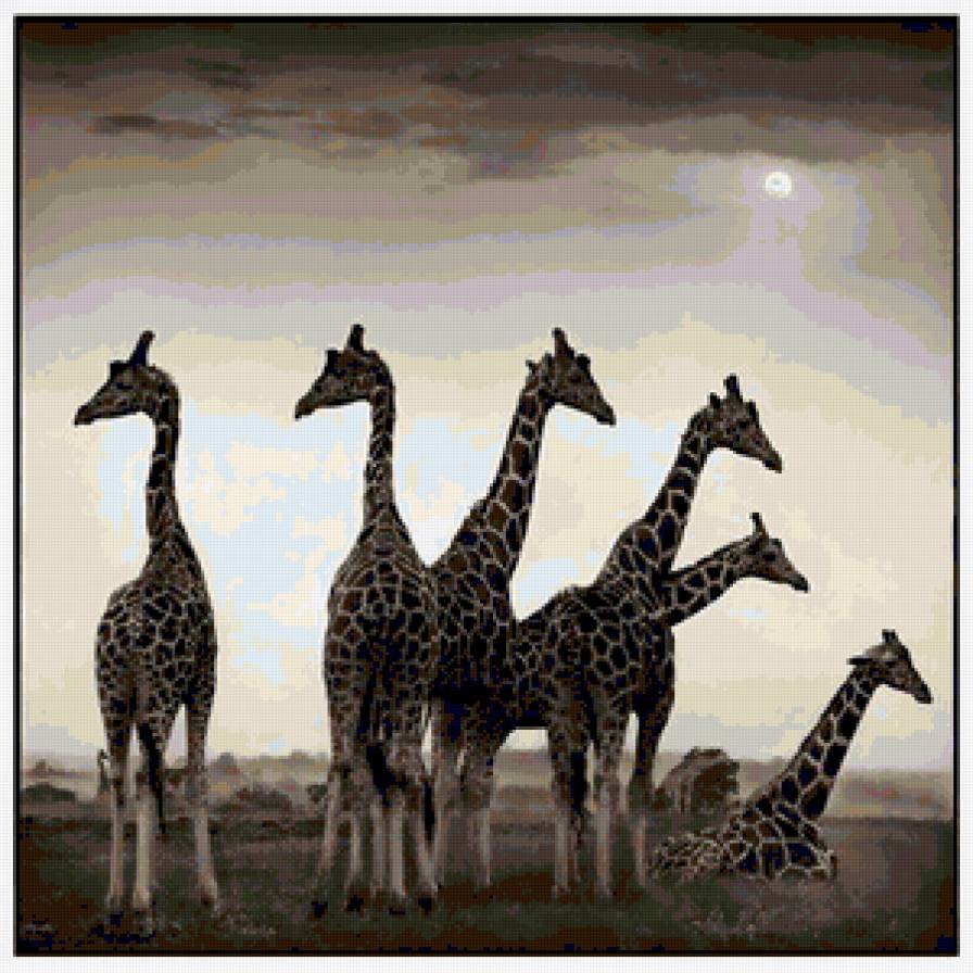 Жирафы Африка - предпросмотр