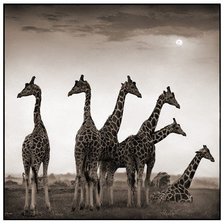 Оригинал схемы вышивки «Жирафы Африка» (№207414)